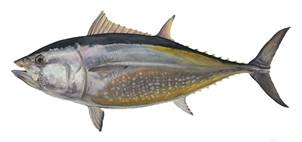 bluefin_tuna_white.jpg